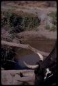 Head of a black cow at a waterhole