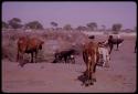 Cattle approaching the watering trough