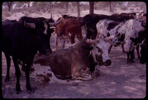 Cattle, close-up