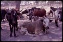 Cattle, close-up