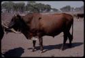 Cow, close-up