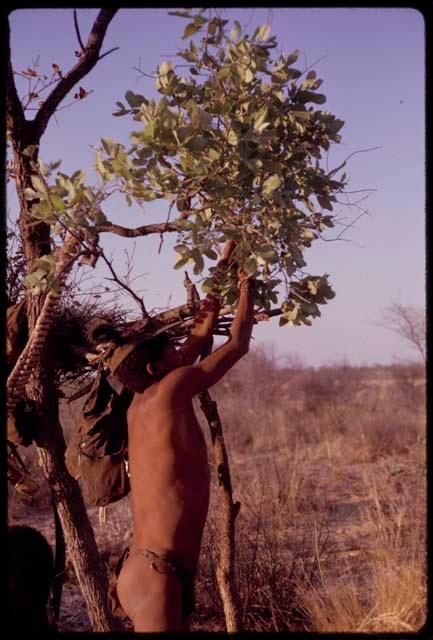 /Ao hanging something in his tree