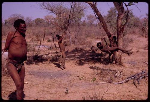 "Old Tsa" walking, boys swinging in tree on strips of hide tied together, naqm (swing)