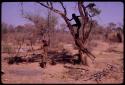 Boys swinging in tree on strips of hide tied together, naqm (swing)