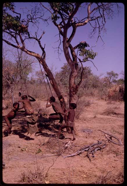 Boys swinging in tree on strips of hide tied together, naqm (swing)