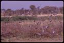 Birds flying over a waterhole