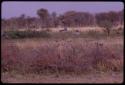 Birds flying over a waterhole