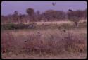 Birds flying over a waterhole