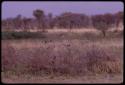 Birds flying over a waterhole