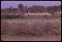 Birds flying over a waterhole