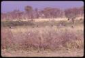 Birds flying over a waterhole