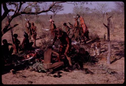 /Ti!kay and ǂToma working over an ostrich, piles of meat on branches and the women dancing in the background