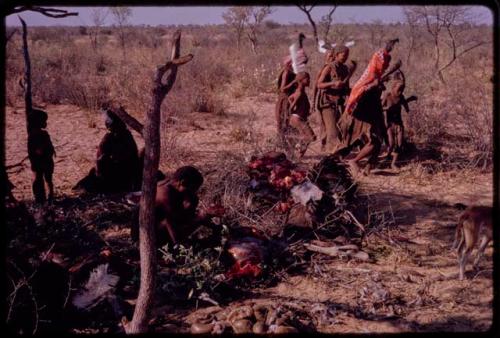 /Ti!kay and ǂToma working over an ostrich, piles of meat on branches and the women dancing in the background