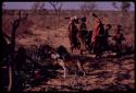 /Ti!kay and ǂToma working over an ostrich, piles of meat on branches and the women dancing in the background
