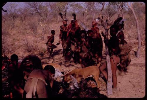 Men picking up ostrich meat, women watching in the background