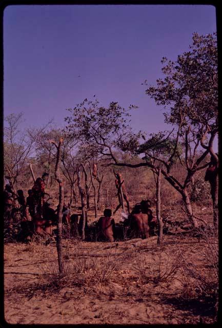 Men cutting up ostrich, seen from a distance