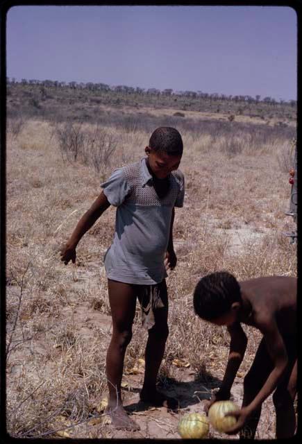 Two boys picking up tsama melons