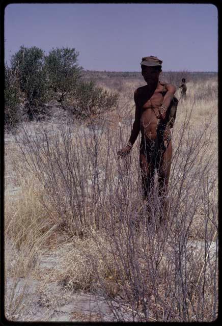 /Ao standing beside a poison beetle cocoon on a plant stem