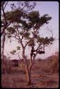 Two boys playing in a tree, truck in the background