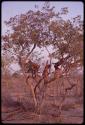 Three boys playing in a tree