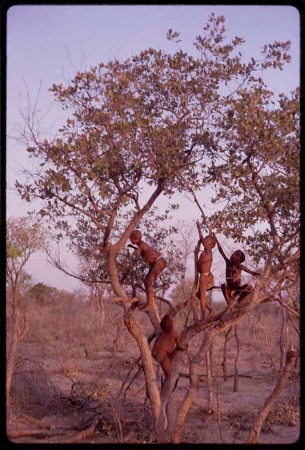 Four boys playing in a tree