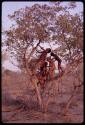 Six boys playing in a tree