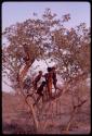 Boys playing in a tree