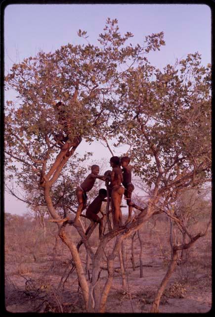 Boys playing in a tree