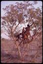 Boys playing in a tree