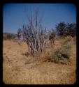 Sacred tree in an abandoned kraal