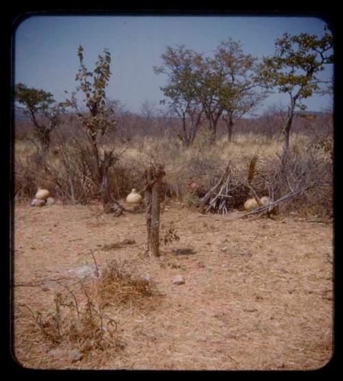 Gourds in Tcheholola's kraal