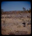 Landscape, showing a dog and rocks where corn was husked