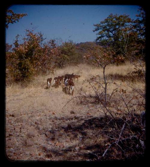 Herd of goats in grass, seen in the distance