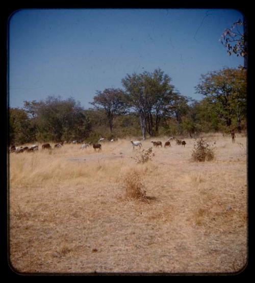 Herd of goats in grass, seen in the distance