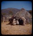 Tchehelola, Maluku, John Marshall, Lorna Marshall, Robert Story, and Senhor Duarte looking inside a hut, seen from behind