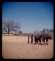 Women hoeing at the ground, seen at a distance