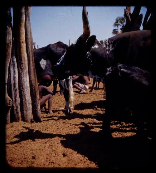 Cows in a kraal; boy milking, close-up