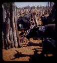 Cows in a kraal; boy drinking from a cow