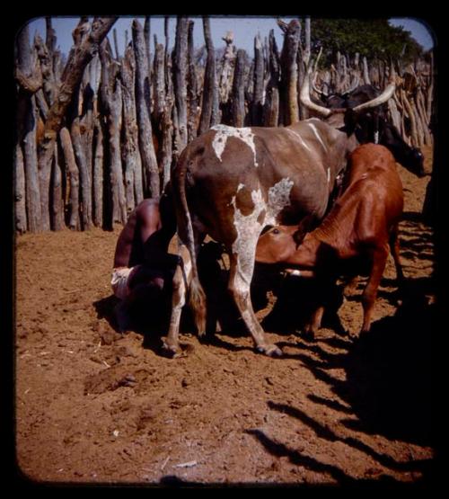 Man sitting and milking a cow, calf drinking from same cow