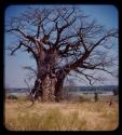 Baobab tree without foliage