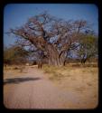 Two people standing under a baobab tree, see in the distance