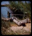 Expedition member holding a pole and standing in the river, wooden canoes in front of him