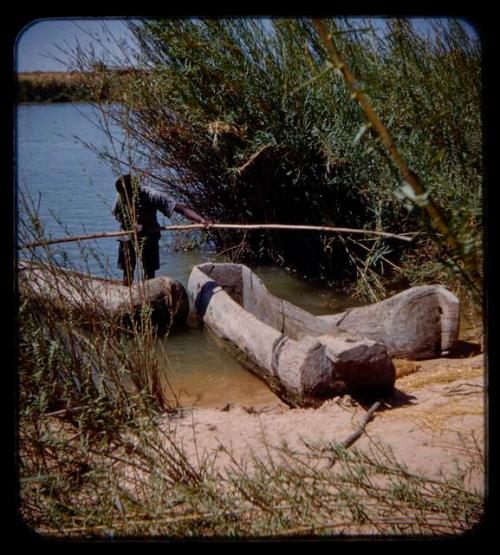 Expedition member holding a pole and standing in the river, wooden canoes in front of him