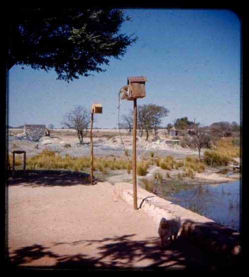 Monkey entering a small wooden house on a pole