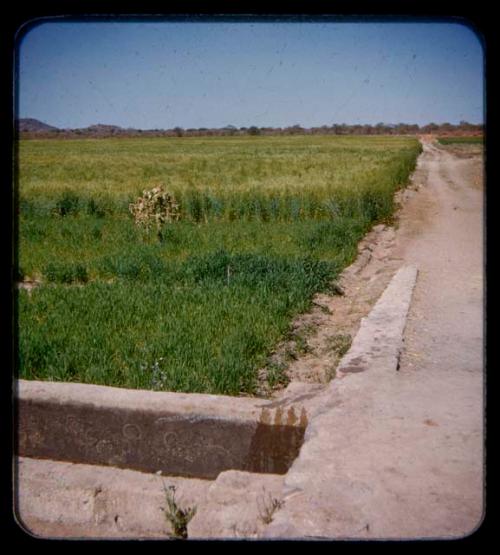 Crop fields at Marcelino's farm