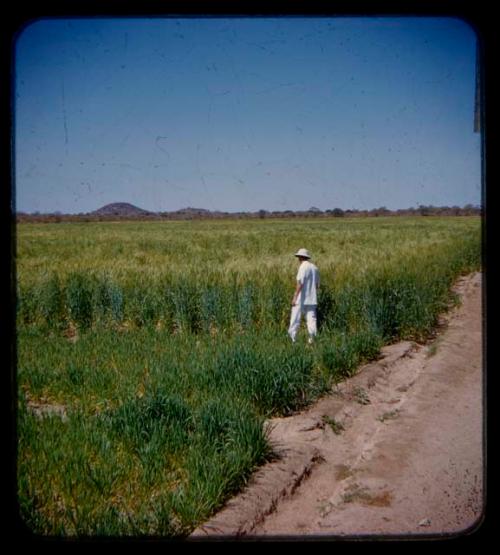 Man walking in Marcelino's farm fields