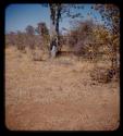 Landscape of Marcelino's land, showing bushes and trees