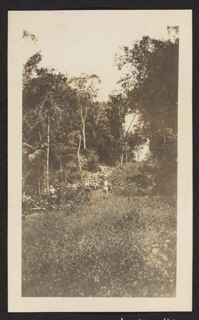 Our mulada, 42 mules, on the Flores-Cayo high road, 1922