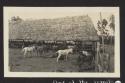 One of the corrals, Laguna Perdida, 1921