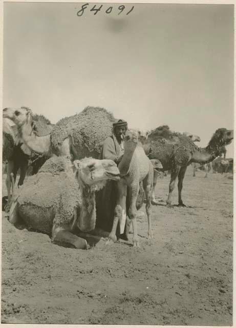 Close shot of man with camels